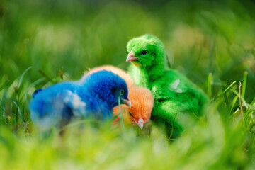 close up new born chicken red, green, blue on green grass in nature