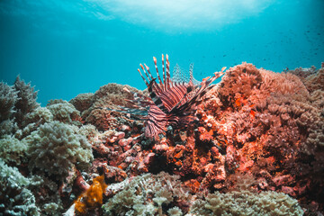 Lion fish resting among coral reef against blue ocean background