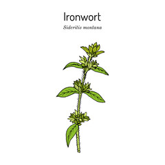 Ironwort Sideritis montana , or mountain tea