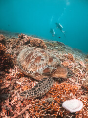 Sea turtle in the wild, resting underwater among colorful coral reef in clear blue water, Indonesia, Gili Trawangan