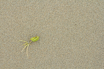 Beach plants on a wide sandy beach. to protect the natural environment.