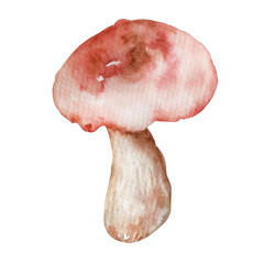 watercolor illustration image mushroom