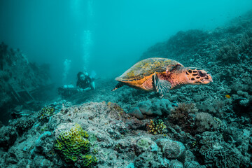 Naklejka na ściany i meble Sea turtle in the wild, resting underwater among colorful coral reef in clear blue water, Indonesia, Gili Trawangan