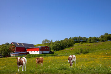 Cows on green to yellow meadows in northern Norway
