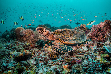 Sea turtle in the wild, resting underwater among colorful coral reef in clear blue water, Indonesia, Gili Trawangan