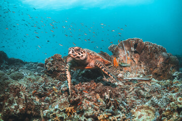 Naklejka na ściany i meble Sea turtle in the wild, resting underwater among colorful coral reef in clear blue water, Indonesia, Gili Trawangan