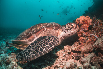 Naklejka premium Sea turtle in the wild, resting underwater among colorful coral reef in clear blue water, Indonesia, Gili Trawangan