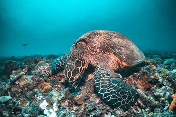Obraz na płótnie Canvas Sea turtle in the wild, resting underwater among colorful coral reef in clear blue water, Indonesia, Gili Trawangan