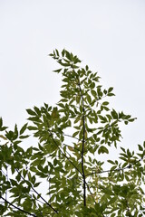 tree branches with leaves