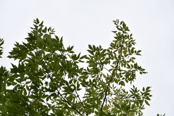 tree branches with leaves