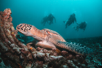 Sea turtle in the wild, resting underwater among colorful coral reef in clear blue water, Indonesia, Gili Trawangan