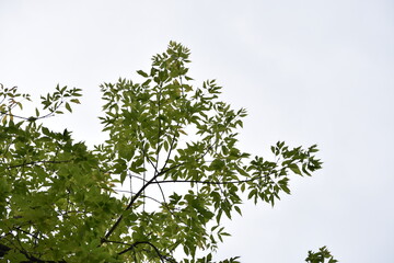 tree branches with leaves