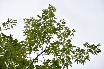 tree branches with leaves