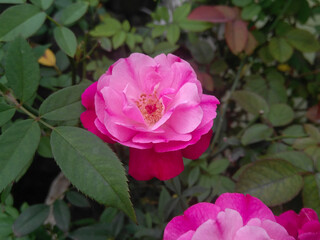 Closeup of beautiful pink rose flower blooming in branch of green leaves plant growing in garden, nature photography, floral background