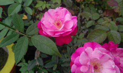 pink and white rose flower blooming in branch of green leaves plant growing in garden, nature photography, floral gardening background