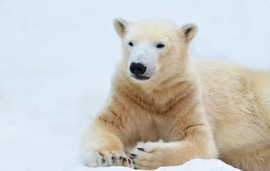 Foto op Canvas polar bear cub © elizalebedewa