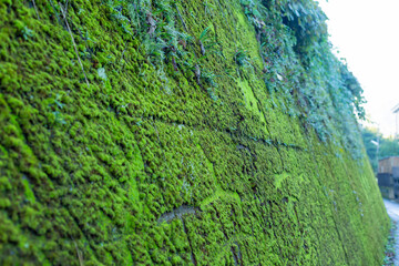 green moss on stone wall in the morning in town of takao, tokyo, japan