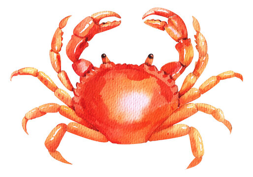 Watercolor colorful crab. Fresh organic seafood. illustration.