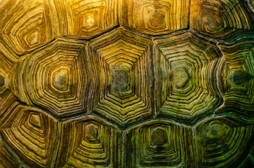 African spurred tortoise shell texture detail.