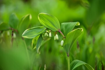 Obraz premium 葉にわずかな斑が入ったフイリアマドコロ（斑入り甘野老）