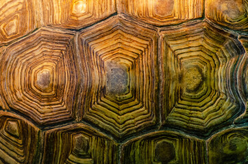 African spurred tortoise shell texture detail.