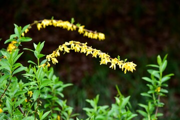 黒い背景に黄色いレンギョウ～背景画像にも