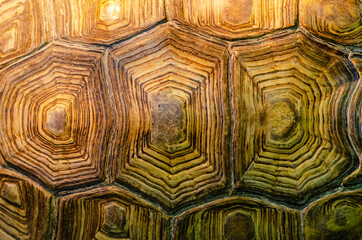 Fototapeta premium African spurred tortoise shell texture detail.