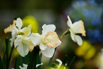 生き生きと咲いているラッパズイセン