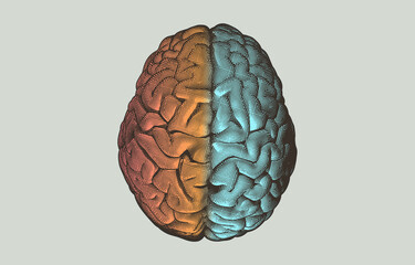 Brain hemispheres on top view illustration on blue BG