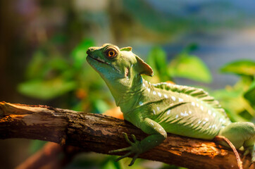 The common basilisk (Basiliscus basiliscus) is a species of lizard in the family Corytophanidae.