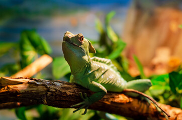 The common basilisk (Basiliscus basiliscus) is a species of lizard in the family Corytophanidae.