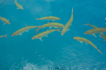 Fototapeta premium 秋田 田沢湖 雪解け水 透明度高い湖 湖 湖沼