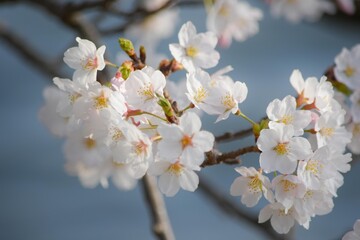 満開で実に美しいソメイヨシノの白い花びら