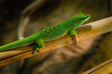 Phelsuma madagascariensis is a species of day gecko that lives in Madagascar.