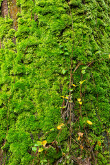 green moss and branches of ivy on the trunk of tree on mount takao, tokyo, japan