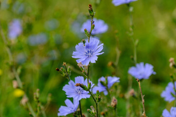 Die Gemeine Wegwarte (lat.: Cichorium intybus) - eine Wildblume und Heilpflanze in einer sommerlichen Wiese