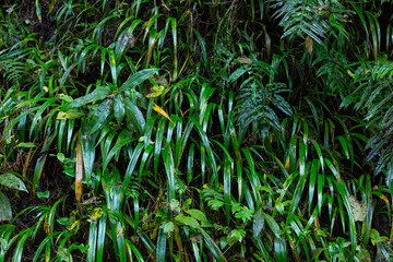 Obraz na płótnie Canvas green wet fern leaves of wild grassed on mount takao, tokyo, japan