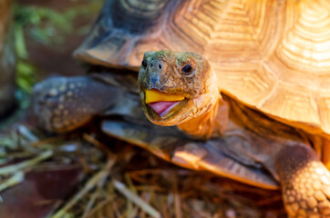 Close-up of African spurred tortoise.