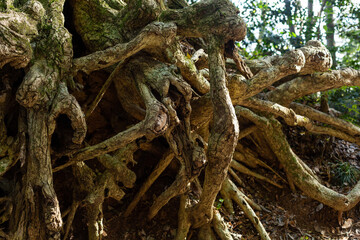 naked roots of tree on mount takao, tokyo, japan