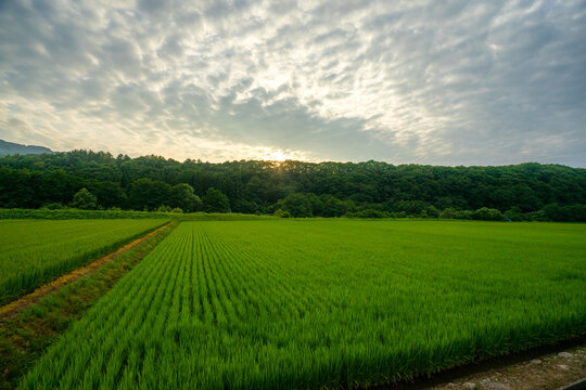 田んぼ Images Browse 60 871 Stock Photos Vectors And Video Adobe Stock