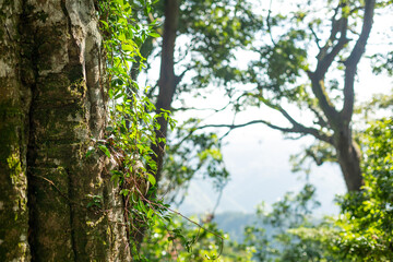 tree trunk with green ivy in the forest on mount takao, tokyo, japan