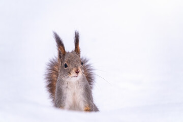 The squirrel funny sits on pure white snow. Portrait of a squirrel