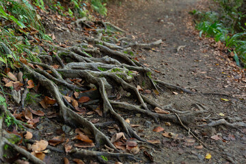 naked roots of tree on the trail of mount takao, tokyo, japan