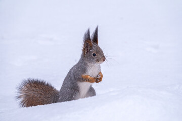 The squirrel funny sits on pure white snow. Portrait of a squirrel