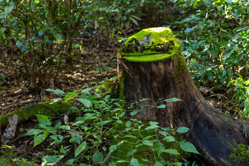 mossy stump in the forest of mount takao, tokyo, japan