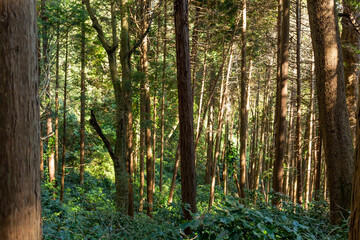 Fototapeta premium dark view of crowded trees in the forest of mount takao, tokyo japan
