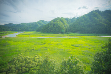 川 河川 清流 緑 湿地 湿地帯 自然
