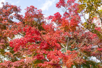 autumn red colored leaves of trees on mount takao, tokyo, japan