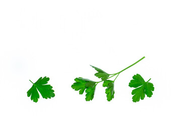 chopped flat-leaved parsley leaves isolated on white background with copy space