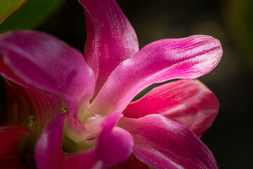 Siamese flowers blooming in the garden Taken close-up with the leaf background.